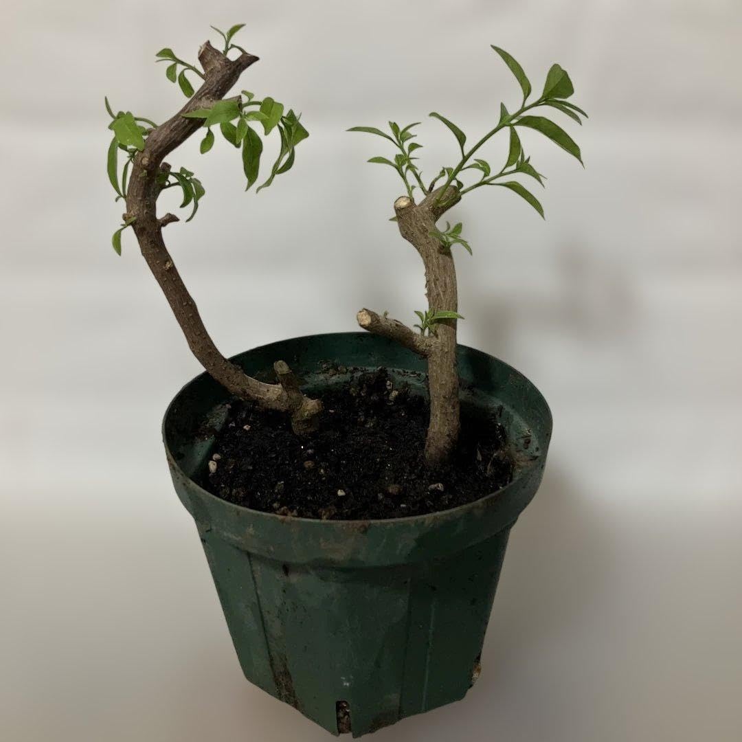Amazon｜ブーゲンビリア 鉢植え 挿し木 まだ根はでておりません｜観葉